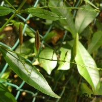 Andrographis paniculata (Burm.f.) Nees